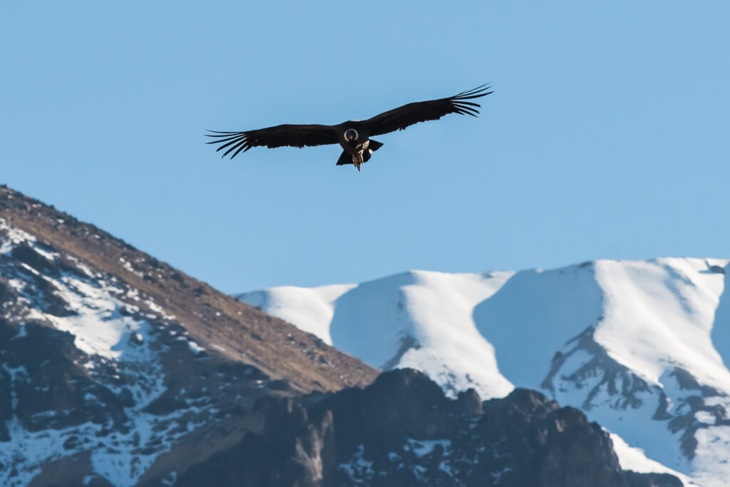 Condor vliegt over de Colcakloof